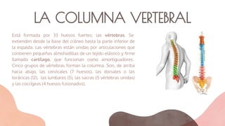 LA COLUMNA VERTEBRAL
Está formada por 33 huesos fuertes: las vértebras. Se
extienden desde la base del cráneo hasta la parte inferior de
la espalda. Las vértebras están unidas por articulaciones que
contienen pequeñas almohadillas de un tejido elástico y ﬁrme
llamado cartílago, que funcionan como amortiguadores.
Cinco grupos de vértebras forman la columna. Son, de arriba
hacia abajo, las cervicales (7 huesos), las dorsales o las
torácicas (12), las lumbares (5), las sacras (5 vértebras unidas)
y las coccígeas (4 huesos fusionados).
 