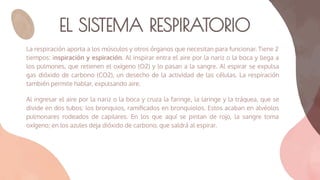 EL SISTEMA RESPIRATORIO
La respiración aporta a los músculos y otros órganos que necesitan para funcionar. Tiene 2
tiempos: inspiración y espiración. Al inspirar entra el aire por la nariz o la boca y llega a
los pulmones, que retienen el oxígeno (O2) y lo pasan a la sangre. Al espirar se expulsa
gas dióxido de carbono (CO2), un desecho de la actividad de las células. La respiración
también permite hablar, expulsando aire.
Al ingresar el aire por la nariz o la boca y cruza la faringe, la laringe y la tráquea, que se
divide en dos tubos: los bronquios, ramiﬁcados en bronquiolos. Estos acaban en alvéolos
pulmonares rodeados de capilares. En los que aquí se pintan de rojo, la sangre toma
oxígeno; en los azules deja dióxido de carbono, que saldrá al espirar.
 