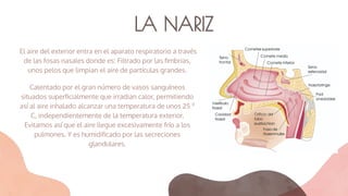 LA NARIZ
El aire del exterior entra en el aparato respiratorio a través
de las fosas nasales donde es: Filtrado por las ﬁmbrias,
unos pelos que limpian el aire de partículas grandes.
Calentado por el gran número de vasos sanguíneos
situados superﬁcialmente que irradian calor, permitiendo
así al aire inhalado alcanzar una temperatura de unos 25 º
C, independientemente de la temperatura exterior.
Evitamos así que el aire llegue excesivamente frío a los
pulmones. Y es humidiﬁcado por las secreciones
glandulares.
 