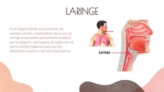 LARINGE
Es el órgano donde se encuentran las
cuerdas vocales, responsables de la voz. La
laringe se encuentra parcialmente cubierta
por la epiglotis, una especie de tapón que se
cierra cuando tragamos para que los
alimentos no pasen a las vías respiratorias.
 