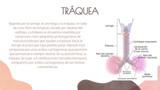 TRÁQUEA
Bajando por la laringe, el aire llega a la tráquea, un tubo
de unos 12cm de longitud, situado por delante del
esófago. La tráquea se encuentra revestida por
numerosos cilios (pequeñas prolongaciones de
estructura tubular) que ayudan a expulsar hacia la
faringe el polvo que haya podido pasar. Además está
compuesta por unos anillos cartilaginosos que permiten
que permanezca siempre abierta. En su porción ﬁnal, la
tráquea, da lugar a 2 ramiﬁcaciones llamadas bronquios,
compuestos por anillos cartilaginosos de las mismas
características.
 