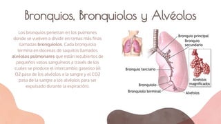 Bronquios, Bronquiolos y Alvéolos
Los bronquios penetran en los pulmones
donde se vuelven a dividir en ramas más ﬁnas
llamadas bronquiolos. Cada bronquiolo
termina en docenas de saquitos llamados
alvéolos pulmonares que están recubiertos de
pequeños vasos sanguíneos a través de los
cuales se produce el intercambio gaseoso (el
O2 pasa de los alvéolos a la sangre y el CO2
pasa de la sangre a los alvéolos para ser
expulsado durante la espiración).
 