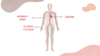 EL LATIDO
Y EL PULSO
ARTERIAS Y
VENAS
CORAZÓN
 