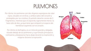 PULMONES
Por último, los pulmones son dos órganos esponjosos de color
rojizo, situados en el tórax, a ambos lados del corazón y
protegidos por las costillas. El pulmón derecho consta de 3
fragmentos, mientras que el izquierdo, ligeramente menor, lo
hace sólo de dos, ya que tiene que compartir el espacio del
hemitórax izquierdo con el corazón.
Por último el diafragma, es un músculo grande y delgado,
situado debajo de los pulmones y cuya función principal es
contraerse y desplazarse hacia abajo durante la inspiración y
relajarse durante la espiración.
 
