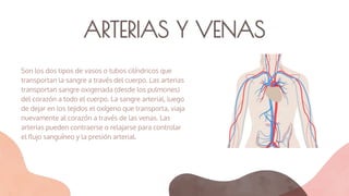 ARTERIAS Y VENAS
Son los dos tipos de vasos o tubos cilíndricos que
transportan la sangre a través del cuerpo. Las arterias
transportan sangre oxigenada (desde los pulmones)
del corazón a todo el cuerpo. La sangre arterial, luego
de dejar en los tejidos el oxígeno que transporta, viaja
nuevamente al corazón a través de las venas. Las
arterias pueden contraerse o relajarse para controlar
el ﬂujo sanguíneo y la presión arterial.
 