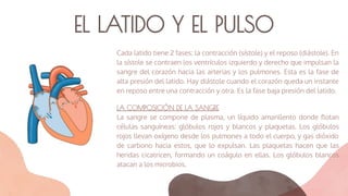 EL LATIDO Y EL PULSO
Cada latido tiene 2 fases: la contracción (sístole) y el reposo (diástole). En
la sístole se contraen los ventrículos izquierdo y derecho que impulsan la
sangre del corazón hacia las arterias y los pulmones. Esta es la fase de
alta presión del latido. Hay diástole cuando el corazón queda un instante
en reposo entre una contracción y otra. Es la fase baja presión del latido.
LA COMPOSICIÓN DE LA SANGRE
La sangre se compone de plasma, un líquido amarillento donde ﬂotan
células sanguíneas: glóbulos rojos y blancos y plaquetas. Los glóbulos
rojos llevan oxígeno desde los pulmones a todo el cuerpo, y gas dióxido
de carbono hacia estos, que lo expulsan. Las plaquetas hacen que las
heridas cicatricen, formando un coágulo en ellas. Los glóbulos blancos
atacan a los microbios.
 