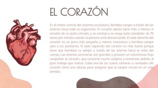 EL CORAZÓN
Es el motor central del sistema circulatorio. Bombea sangre a través de las
arterias hacia todo el organismo. El corazón adulto tiene más o menos el
tamaño de un puño cerrado, y se contrae y se relaja (late) alrededor de 70
veces por minuto cuando la persona está descansando. El lado derecho del
corazón es un poco más pequeño y menos musculoso y bombea sangre
solo a los pulmones. El lado izquierdo del corazón es más fuerte porque
tiene que bombear la sangre a través de las arterias hacia el resto del
cuerpo. Las arterias coronarias son grandes y proveen un voluminoso ﬂujo
sanguíneo al corazón, que consume mucho oxígeno y nutrientes debido al
gran trabajo que realiza. Cada una de las cuatro cámaras o cavidades del
corazón tiene una válvula para asegurar que la sangre circule en un solo
sentido.
 