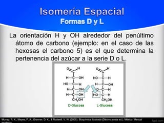 La orientación H y OH alrededor del penúltimo
        átomo de carbono (ejemplo: en el caso de las
        hexosas el carbono 5) es el que determina la
        pertenencia del azúcar a la serie D o L.




Murray, R. K., Mayes, P. A., Granner, D. K., & Rodwell, V. W. (2005). Bioquímica Ilustrada (Décimo sexta ed.). México: Manual
 