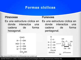 Es una estructura cíclica en                                 Es una estructura cíclica en
        donde interactúa una                                         donde interactúa una
        cadena      de       forma                                   cadena      de       forma
        hexagonal.                                                   pentagonal.




http://www.scientificpsychic.com/fitness/glucose-cyclation.gif
Garrillo Pertierra, A. (1991). Fundamentos de química biológica. España: Interamericana, McGraw Hill.
 