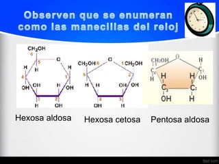 Hexosa aldosa   Hexosa cetosa   Pentosa aldosa
 