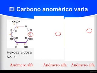 El Carbono anomérico varía




Hexosa aldosa   Hexosa cetosa   Pentosa aldosa
No. 1           No. 2           No. 1
 Anómero alfa      Anómero alfa Anómero alfa
 