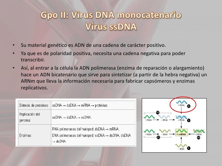 cadena de adn positiva y negativa virologia baltimore cadena de adn positiva y negativa virologia baltimore