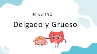 INTESTINO
Delgado y Grueso
 
