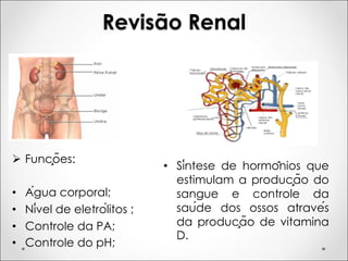 Revisão Renal
Ø Funções:
• Água corporal;
• Nível de eletrólitos ;
• Controle da PA;
• Controle do pH;
• Síntese de hormônios que
estimulam a produção do
sangue e controle da
saúde dos ossos através
da produção de vitamina
D.
 