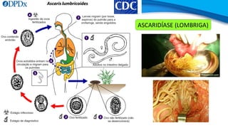ASCARIDÍASE (LOMBRIGA)
 