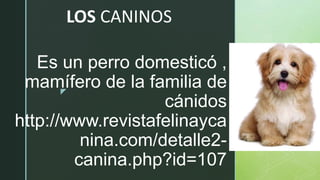 z
Es un perro domesticó ,
mamífero de la familia de
cánidos
http://www.revistafelinayca
nina.com/detalle2-
canina.php?id=107
LOS CANINOS
 