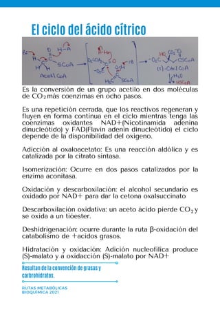 El ciclo del ácido cítrico
RUTAS METABÓLICAS
BIOQUÍMICA 2021
Resultan de la convención de grasas y
carbrohidratos.
Es la conversión de un grupo acetilo en dos moléculas
de CO más coenzimas en ocho pasos.
Es una repetición cerrada, que los reactivos regeneran y
fluyen en forma continua en el ciclo mientras tenga las
coenzimas oxidantes NAD+(Nicotinamida adenina
dinucleótido) y FAD(Flavín adenín dinucleótido) el ciclo
depende de la disponibilidad del oxigeno.
Adicción al oxaloacetato: Es una reacción aldólica y es
catalizada por la citrato sintasa.
Isomerización: Ocurre en dos pasos catalizados por la
enzima aconitasa.
Oxidación y descarboxilación: el alcohol secundario es
oxidado por NAD+ para dar la cetona oxalsuccinato
Descarboxilación oxidativa: un aceto ácido pierde CO y
se oxida a un tióester.
Deshidrigenación: ocurre durante la ruta β-oxidación del
catabolismo de +acidos grasos.
Hidratación y oxidación: Adición nucleofílica produce
(S)-malato y a oxidacción (S)-malato por NAD+
2
2
 