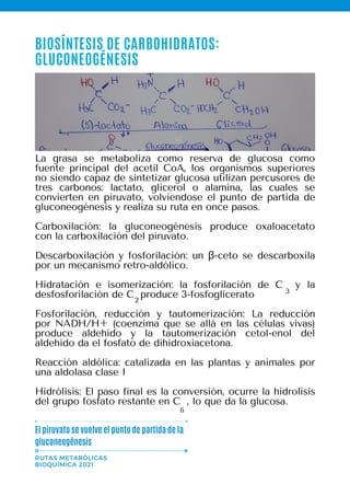 RUTAS METABÓLICAS
BIOQUÍMICA 2021
El piruvato se vuelve el punto de partida de la
gluconeogénesis
BIOSÍNTESIS DE CARBOHIDRATOS:
GLUCONEOGÉNESIS
La grasa se metaboliza como reserva de glucosa como
fuente principal del acetil CoA, los organismos superiores
no siendo capaz de sintetizar glucosa utilizan percusores de
tres carbonos: lactato, glicerol o alamina, las cuales se
convierten en piruvato, volviendose el punto de partida de
gluconeogénesis y realiza su ruta en once pasos.
Carboxilación: la gluconeogénesis produce oxaloacetato
con la carboxilación del piruvato.
Descarboxilación y fosforilación: un β-ceto se descarboxila
por un mecanismo retro-aldólico.
Hidratación e isomerización: la fosforilación de C y la
desfosforilación de C produce 3-fosfoglicerato
Fosforilación, reducción y tautomerización: La reducción
por NADH/H+ (coenzima que se allá en las células vivas)
produce aldehído y la tautomerización cetol-enol del
aldehído da el fosfato de dihidroxiacetona.
Reacción aldólica: catalizada en las plantas y animales por
una aldolasa clase I
Hidrólisis: El paso final es la conversión, ocurre la hidrolisis
del grupo fosfato restante en C , lo que da la glucosa.
2
3
6
 