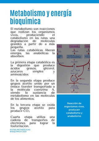 Reacción de
organismos vivos,
producen
catabolismo y
anabolismo
Metabolismo y energía
bioquímica
RUTAS METABÓLICAS
BIOQUÍMICA 2021
El metabolismo son reacciones
que realizan los organismos
vivos, produciendo el
catabolismo en las rutas una
degradación de moléculas
grandes a partir de a más
pequeña.
Las rutas catabólicas liberan
energía, las anabólicas la
absorben.
La primera etapa catabólica es
la digestión que produce
ácidos grasos, glicerol,
azucares simples y
aminoácidos
En la segunda etapa produce
grupos acetilo unido por un
enlace tioester transportada a
la molécula coenzima A,
siendo la sustancia de
metabolismo en las moléculas
de los alimentos.
En la tercera etapa se oxida
los grupos acetilo para
producir CO
Cuarta etapa utiliza una
cadena de transportes de
electrones para lograr la
fosforilación.
2
 