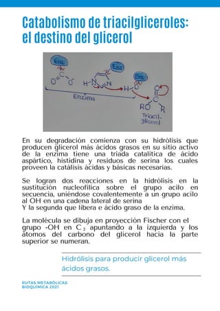 Catabolismo de triacilgliceroles:
el destino del glicerol
RUTAS METABÓLICAS
BIOQUÍMICA 2021
Hidrólisis para producir glicerol más
ácidos grasos.
La molécula se dibuja en proyección Fischer con el
grupo -OH en C apuntando a la izquierda y los
átomos del carbono del glicerol hacia la parte
superior se numeran.
2
En su degradación comienza con su hidrólisis que
producen glicerol más ácidos grasos en su sitio activo
de la enzima tiene una triada catalítica de ácido
aspártico, histidina y residuos de serina los cuales
proveen la catálisis ácidas y básicas necesarias.
Se logran dos reacciones en la hidrólisis en la
sustitución nucleofílica sobre el grupo acilo en
secuencia, uniéndose covalentemente a un grupo acilo
al OH en una cadena lateral de serina
Y la segunda que libera e ácido graso de la enzima.
 