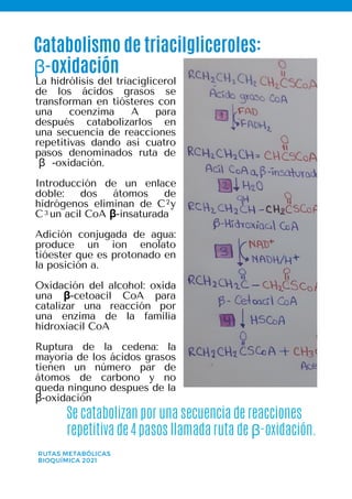 Catabolismo de triacilgliceroles:
β-oxidación
Se catabolizan por una secuencia de reacciones
repetitiva de 4 pasos llamada ruta de β-oxidación.
RUTAS METABÓLICAS
BIOQUÍMICA 2021
La hidrólisis del triaciglicerol
de los ácidos grasos se
transforman en tiósteres con
una coenzima A para
después catabolizarlos en
una secuencia de reacciones
repetitivas dando así cuatro
pasos denominados ruta de
β -oxidación.
Introducción de un enlace
doble: dos átomos de
hidrógenos eliminan de C y
C un acil CoA β-insaturada
Adición conjugada de agua:
produce un ion enolato
tióester que es protonado en
la posición a.
Oxidación del alcohol: oxida
una β-cetoacil CoA para
catalizar una reacción por
una enzima de la familia
hidroxiacil CoA
Ruptura de la cedena: la
mayoria de los ácidos grasos
tienen un número par de
átomos de carbono y no
queda ninguno despues de la
β-oxidación
2
3
 