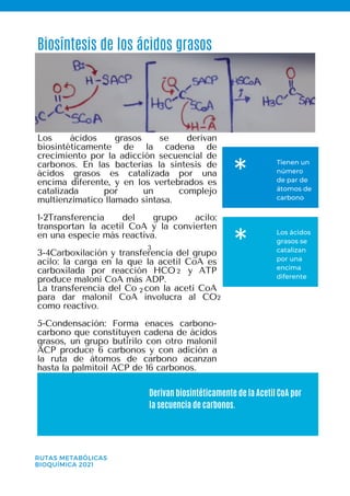 Tienen un
número
de par de
átomos de
carbono
*
Los ácidos
grasos se
catalizan
por una
encima
diferente
*
Biosíntesis de los ácidos grasos
Derivan biosintéticamente de la Acetil CoA por
la secuencia de carbonos.
RUTAS METABÓLICAS
BIOQUÍMICA 2021
Los ácidos grasos se derivan
biosintéticamente de la cadena de
crecimiento por la adicción secuencial de
carbonos. En las bacterias la síntesis de
ácidos grasos es catalizada por una
encima diferente, y en los vertebrados es
catalizada por un complejo
multienzimatico llamado sintasa.
1-2Transferencia del grupo acilo:
transportan la acetil CoA y la convierten
en una especie más reactiva.
3-4Carboxilación y transferencia del grupo
acilo: la carga en la que la acetil CoA es
carboxilada por reacción HCO y ATP
produce maloni CoA más ADP.
La transferencia del Co con la aceti CoA
para dar malonil CoA involucra al CO
como reactivo.
5-Condensación: Forma enaces carbono-
carbono que constituyen cadena de ácidos
grasos, un grupo butirilo con otro malonil
ACP produce 6 carbonos y con adición a
la ruta de átomos de carbono acanzan
hasta la palmitoil ACP de 16 carbonos.
2
2
3
2
 