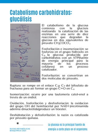 La glucosa es la principal fuente de
energía a corto plazo en el organismo.
*
Catabolismo carbohidratos:
glucólisis
RUTAS METABÓLICAS
BIOQUÍMICA 2021
El catabolismo de la glucosa
comienza con la glucósis
realizando la catalización de las
enzimas en una serie de diez
reacciones que degradan la
glucosa en dos equivalentes de
piruvato CH COCO
Fosforilación e insomerización: se
fosforiza en el grupo hidroxilo en
C la glucosa producida por
carbohidratos con un ATP(fuente
de energía principal para la
mayoría de los procesos
celulares) en un proceso
catalizador.
Fosforilazión: se convertiran en
dos moléculas de piruvato.
Ruptura: se rompe en el enlace C y C del bifosfato de
fructuosa para así formar un grupo C=O en C
Isomerización: ocurre por una tautomería catol-enol a
trevés de un endiol.
Oxidación, fosforilación y desfosforiacón: la oxidacion
del grupo OH del hemitiacetal por NAD+(nicotinamida
adenina dinucleótida)produce un tióester.
Deshidratación y defosforilazión: la razón es catalizada
por piruvato quinasa.
2
3
3
6
4
4
 