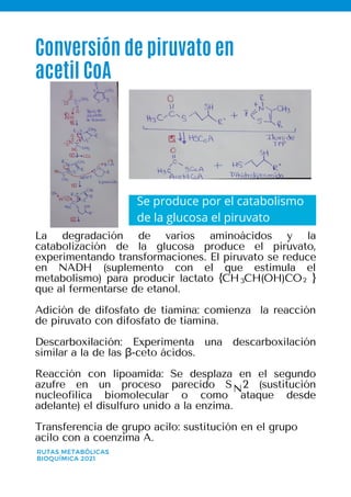 Conversión de piruvato en
acetil CoA
RUTAS METABÓLICAS
BIOQUÍMICA 2021
Se produce por el catabolismo
de la glucosa el piruvato
La degradación de varios aminoácidos y la
catabolización de la glucosa produce el piruvato,
experimentando transformaciones. El piruvato se reduce
en NADH (suplemento con el que estimula el
metabolismo) para producir lactato {CH CH(OH)CO }
que al fermentarse de etanol.
Adición de difosfato de tiamina: comienza la reacción
de piruvato con difosfato de tiamina.
Descarboxilación: Experimenta una descarboxilación
similar a la de las β-ceto ácidos.
Reacción con lipoamida: Se desplaza en el segundo
azufre en un proceso parecido S 2 (sustitución
nucleofílica biomolecular o como ataque desde
adelante) el disulfuro unido a la enzima.
Transferencia de grupo acilo: sustitución en el grupo
acilo con a coenzima A.
2
3
N
 