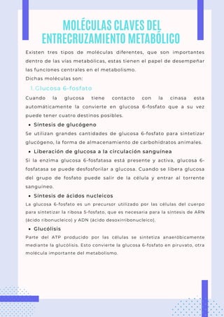 Glucosa 6-fosfato
Síntesis de glucógeno
Liberación de glucosa a la circulación sanguínea
Síntesis de ácidos nucleicos
Glucólisis
Existen tres tipos de moléculas diferentes, que son importantes
dentro de las vías metabólicas, estas tienen el papel de desempeñar
las funciones centrales en el metabolismo.
Dichas moléculas son:
1.
Cuando la glucosa tiene contacto con la cinasa esta
automáticamente la convierte en glucosa 6-fosfato que a su vez
puede tener cuatro destinos posibles.
Se utilizan grandes cantidades de glucosa 6-fosfato para sintetizar
glucógeno, la forma de almacenamiento de carbohidratos animales.
Si la enzima glucosa 6-fosfatasa está presente y activa, glucosa 6-
fosfatasa se puede desfosforilar a glucosa. Cuando se libera glucosa
del grupo de fosfato puede salir de la célula y entrar al torrente
sanguíneo.
La glucosa 6-fosfato es un precursor utilizado por las células del cuerpo
para sintetizar la ribosa 5-fosfato, que es necesaria para la síntesis de ARN
(ácido ribonucleico) y ADN (ácido desoxirribonucleico).
Parte del ATP producido por las células se sintetiza anaeróbicamente
mediante la glucólisis. Esto convierte la glucosa 6-fosfato en piruvato, otra
molécula importante del metabolismo.
MOLÉCULAS CLAVES DEL
ENTRECRUZAMIENTO METABÓLICO
 
