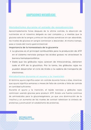 ADAPTACIONES MATABÓLICAS
La glucosa es el principal combustible para la producción de ATP
en el sistema nervioso porque los ácidos grasos no atraviesan la
barrera hematoencefálica
Dado que los glóbulos rojos carecen de mitocondrias, obtienen
todo el ATP de la glucólisis. Por lo tanto, los glóbulos rojos no
pueden desarrollar el ciclo de Krebs o la cadena de transporte de
electrones.
Metabolismo durante el estado de posabsorción
Aproximadamente horas después de la última comida, la absorción de
nutrientes en el intestino delgado es casi completa y, a medida que la
glucosa sale de la sangre y entra en las células somáticas sin ser absorbida,
los niveles de glucosa en sangre comienzan a descender. Al mismo tiempo,
pasa a través del tracto gastrointestinal.
Importancia de la homeostasis de la glucemia
Metabolismo durante el ayuno y la inanición
El término ayuno significa estar sin comida durante horas o días, mientras
que ayuno significa semanas o meses de falta de comida o falta de comida
en cantidad suficiente.
Durante el ayuno y la inanición, el tejido nervioso y glóbulos rojos
continúan usando glucosa para producir ATP. Existe una fuente continua
de aminoácidos para la gluconeogénesis, ya que una disminución de la
insulina y un aumento de los niveles de cortisol ralentizan la síntesis de
proteínas y promueven el catabolismo de proteínas.
METABOLISMO
BIOQUÍMICA 2021
 