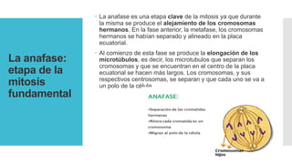 La anafase:
etapa de la
mitosis
fundamental
 La anafase es una etapa clave de la mitosis ya que durante
la misma se produce el alejamiento de los cromosomas
hermanos. En la fase anterior, la metafase, los cromosomas
hermanos se habían separado y alineado en la placa
ecuatorial.
 Al comienzo de esta fase se produce la elongación de los
microtúbulos, es decir, los microtubulos que separan los
cromosomas y que se encuentran en el centro de la placa
ecuatorial se hacen más largos. Los cromosomas, y sus
respectivos centrosomas, se separan y que cada uno se va a
un polo de la célula.
 