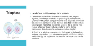  La telofase: la última etapa de la mitosis
 La telofase es la última etapa de la mitosis y es, según
algunos, una etapa inversa a la profase y la prometafase.
¿Por qué? Muy fácil, porque durante esta etapa se producen
los procesos contrarios a las de esas dos: los cromosomas
se empujan hacia los extremos (polos) de la célula y se
vuelve a formar la envoltura celular a partir de los
fragmentos dejados por la antigua envoltura celular
 Al final de la telofase, en cada uno de los polos de la célula
se tiene: un núcleo, con su material genético idéntico (si todo
ha ido bien) y los orgánulos necesarios para que una célula
funcione
 