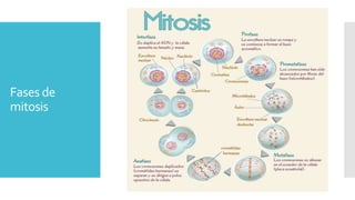 Fases de
mitosis
 