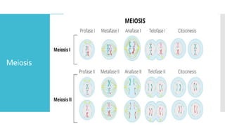 Meiosis
 