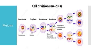 Meiosis
 