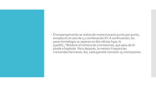  El emparejamiento se realiza de manera exacta punto por punto,
excepto en el caso de 1,1 combinación XY.A continuación, los
pares homólogos se separan en dos células hijas, lo
queAX7_^Breduce el número de cromosomas, que pasa de di-
ploide a haploide. Poco después, la meiosis II separa las
cromaridas hermanas.Así, cada gameto conriene 23 cromosomas.
 