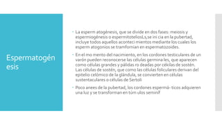 Espermatogén
esis
 La esperm atogénesis, que se divide en dos fases: meiosis y
espermiogénesis o espermitoteliosLs,se ini cia en la pubertad,
incluye todos aquellos aconteci mientos mediante los cuales los
esperm atogonios se tramfornian en espermatozoides.
 En el mo mento del nacimiento, en los cordones testiculares de un
varón pueden reconocerse las células germina les, que aparecen
como células grandes y pálidas ro deadas por cékilas de sostén.
Las células de sostén, que como las células foliculares derivan del
epitelio celómico de la glándula, se convierten en células
sustentaculares o células de Sertoli
 Poco anees de la pubertad, los cordones espermá- ticos adquieren
una luz y se transforman en túm ulos seminíf
 