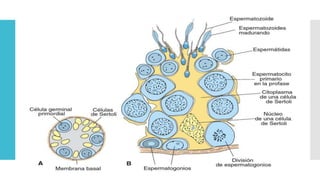 Copia de introduccion embriologia.pptx