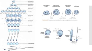Copia de introduccion embriologia.pptx