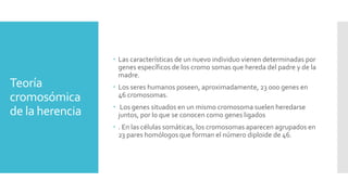 Teoría
cromosómica
de la herencia
 Las características de un nuevo individuo vienen determinadas por
genes específicos de los cromo somas que hereda del padre y de la
madre.
 Los seres humanos poseen, aproximadamente, 23 000 genes en
46 cromosomas.
 Los genes situados en un mismo cromosoma suelen heredarse
juntos, por lo que se conocen como genes ligados
 . En las células somáticas, los cromosomas aparecen agrupados en
23 pares homólogos que forman el número diploide de 46.
 