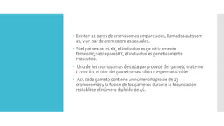  Existen 22 pares de cromosomas emparejados, llamados autosom
as, y un par de crom osom as sexuales.
 Si el par sexual es XX, el individuo es ge néricamente
femenino;siesteparesXY, el individuo es genéticamente
masculino.
 Uno de los cromosomas de cada par procede del gameto materno
u ovocito, el otro del gameto masculino o espermatozoide
 Así, cada gameto contiene un número haploide de 23
cromosomas y la fusión de los gametos durante la fecundación
restablece el número diploide de 46.
 