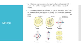 Mitosis
 La mitosis es el proceso mediante el cual una célula se divide y
origina dos células hijas genéticamente idénticas a la célula
madre.
 Durante el proceso de mitosis, la célula desarma su núcleo
en una serie de etapas para repartir su contenido genético
entre las dos células hijas, que al final comparten la misma
información genética.
 