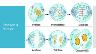 Fases de la
mitosis
 