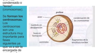 uno más
condensado o
"tenso"
(cromosomas).
Se forman los
centrosomas.
Los
centrosomas
son una
estructura muy
importante para
fases
siguientes ya
que va a ser la
encargada de
 