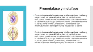 Prometafase y metafase
 Durante la prometafase desaparece la envoltura nuclear y
se producen los microtúbulos. Los microtúbulos son
estructuras proteicas que invaden casi todo el citoplasma de
la célula mitótica y cuya función es anclar cromosomas entre
sí por su parte central (cinetocoros) o interactuar con
microtúbulos que salen por el polo opuesto de la célula
 Durante la prometafase desaparece la envoltura nuclear y
se producen los microtúbulos. Los microtúbulos son
estructuras proteicas que invaden casi todo el citoplasma de
la célula mitótica y cuya función es anclar cromosomas entre
sí por su parte central (cinetocoros) o interactuar con
microtúbulos que salen por el polo opuesto de la célula
 