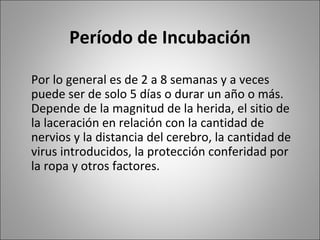 Período de Incubación Por lo general es de 2 a 8 semanas y a veces puede ser de solo 5 días o durar un año o más. Depende de la magnitud de la herida, el sitio de la laceración en relación con la cantidad de nervios y la distancia del cerebro, la cantidad de virus introducidos, la protección conferidad por la ropa y otros factores. 