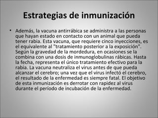 Estrategias de inmunización Además, la vacuna antirrábica se administra a las personas que hayan estado en contacto con un animal que pueda tener rabia. Esta vacuna, que requiere cinco inyecciones, es el equivalente al "tratamiento posterior a la exposición". Según la gravedad de la mordedura, en ocasiones se la combina con una dosis de inmunoglobulinas rábicas. Hasta la fecha, representa el único tratamiento efectivo para la rabia. La vacuna neutraliza el virus antes de que pueda alcanzar el cerebro; una vez que el virus infectó el cerebro, el resultado de la enfermedad es siempre fatal. El objetivo de esta inmunización es derrotar con rapidez al virus durante el período de incubación de la enfermedad.   