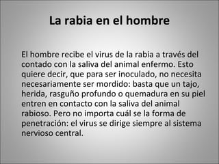 La rabia en el hombre El hombre recibe el virus de la rabia a través del contado con la saliva del animal enfermo. Esto quiere decir, que para ser inoculado, no necesita necesariamente ser mordido: basta que un tajo, herida, rasguño profundo o quemadura en su piel entren en contacto con la saliva del animal rabioso. Pero no importa cuál se la forma de penetración: el virus se dirige siempre al sistema nervioso central. 