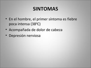 SINTOMAS En el hombre, el primer síntoma es fiebre poca intensa (38 0 C)  Acompañada de dolor de cabeza  Depresión nerviosa 