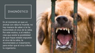 DIAGNÓSTICO
En el momento en que un
animal con rabia te muerde, no
hay manera de saber si te ha
transmitido el virus de la rabia.
Por este motivo, si el médico
cree que existe la posibilidad
de que hayas estado expuesto
al virus de la rabia, te
recomendará un tratamiento
para evitar que el virus infecte
tu organismo.
 